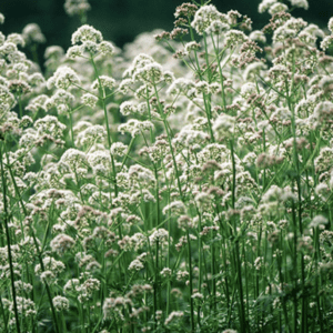 White wildflowers blooming densely in a green field under soft light.